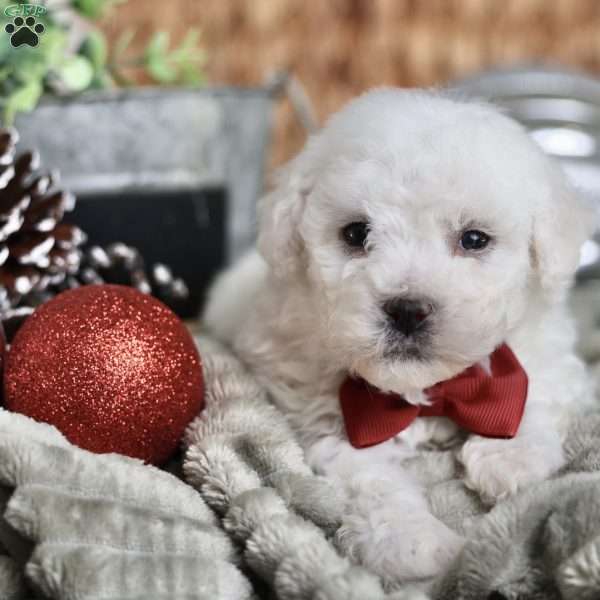 Tiny-Rudolph, Bichon Frise Puppy